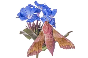 Sphingid Prints: Small elephant hawk-moth (Deilephila porcellus) feeding on bedstraw (Galium) species
