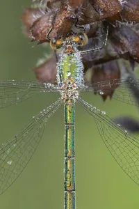 Brasschaat Prints: Small emerald damselfly (Lestes virens) female resting, dew droplets on body, close up