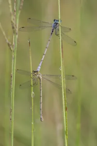 Brasschaat Prints: Small emerald spreadwing (Lestes virens) pair mating