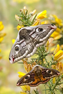 Size Gallery: Small emperor moth (Saturnia pavonia) male below female both displaying eyespots on Gorse