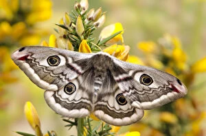Flowers Gallery: Small emperor moth (Saturnia pavonia) female with wings open showing eyespots on Gorse