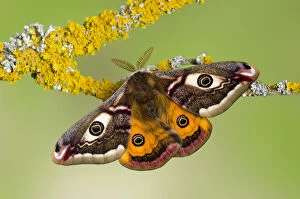 Small emperor moth (Saturnia pavonia) male with wings open showing eyespots on lichen covered twig
