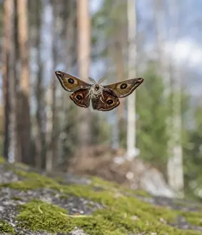 Lepidoptera Prints: Small emperor moth (Saturnia pavonia) male, in flight, Finland. May