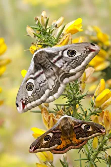 Small emperor moth (Saturnia pavonia) male below female both displaying eyespots on Gorse