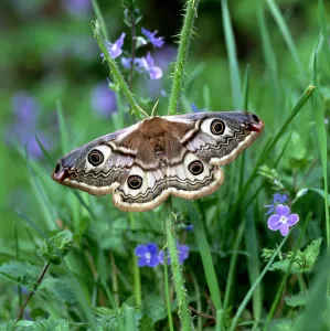 Small emperor moth (Saturnia pavonia) on Speedwell flowers, Annagarriff Wood NNR