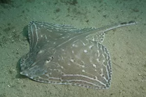 Marine Life of the Channel Islands by Sue Daly Gallery: Small-eyed Ray (Raja microocellata) on sea floor, Bouley Bay, Jersey, British Channel Islands