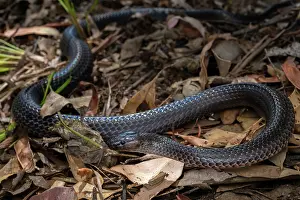 Elapid Prints: Small-eyed snake (Cryptophis nigrescens) among leaf litter