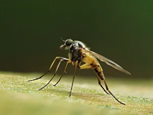 February 2023 Highlights Gallery: Small fleck-winged snipefly (Rhagio lineola) sitting in typical posture on old pine (Pinus sp) log
