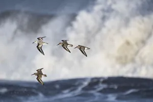 Small flock of Dunlin (Calidris alpina) with a Sanderling (Calidris alba) flying