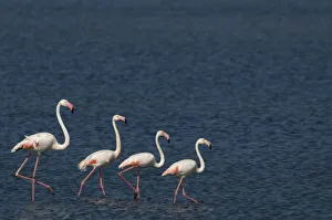 Flamingos Prints: Small flock of Greater flamingo (Phoenicopterus roseus) wading on inland Kalloni lake