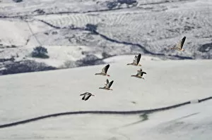 Anatidae Gallery: Small flock of Greylag geese (Anser anser) flying over snow covered fields, Ken-Dee
