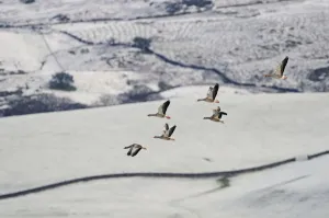 Small flock of Greylag geese (Anser anser) flying over snow covered fields, Ken-Dee