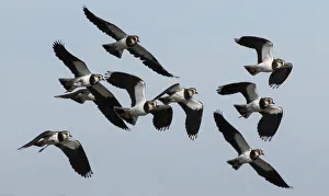 Small flock of Lapwings (Vanellus vanellus) flying in to rest after migration. Cresswell Pond Small flock of Lapwings (Vanellus vanellus) flying in to rest after migration. Cresswell Pond