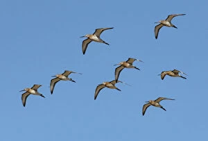 Small flock of migrating Black-tailed godwits (Limosa limosa) in flight against a bright blue sky, River Coquet Estuary
