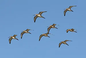 Northumberland Prints: Small flock of migrating Black-tailed godwits (Limosa limosa) in flight against a bright blue sky