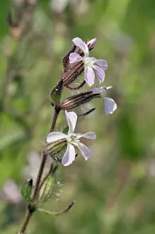 Caryophyllaceae Prints: Small-flowered catchfly (Silene gallica) in flower, Tresco, Isles of Scilly, UK. May