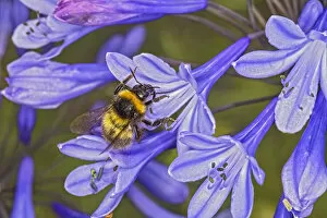Apidae Collection: Small garden bumblebee (Bombus hortorum) landing on an Agapanthus flower in garden