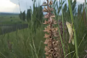 Images Dated 23rd June 2009: Small gold grasshopper (Euthystira brachyptera) on grass, Thousand Hills region, North West Moldova