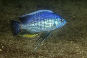 Lake Bed Prints: Small green utaka cichlid (Nyassachromis leuciscus) swimming