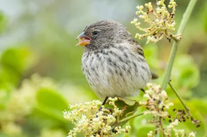 Small ground finch (Geospiza fuliginosa) female feeding on saltbush