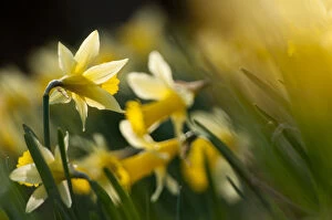 Yellow Gallery: Small group of flowering Wild daffodils (Narcissus pseudonarcissus), with out of focus