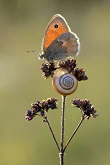 Images Dated 20th August 2013: Small heath butterfly (Coenonympha pamphilus) and snail, Ottange, Lorraine, France