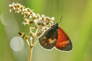Papilionoidea Prints: Small heath (Coenonympha pamphilus) butterfly resting on a flower