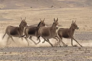 Small herd of Asiatic Wild Ass (Equus hemionus) running, Gobi National Park, Mongolia