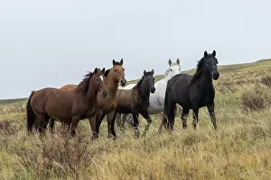 Kazakhstan Prints: Small herd of wild Zhabe horses standing alert in the steppe, Abay, Kazakhstan