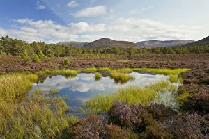Cairngorms Collection: Small lochan surrounded by flowering heather (Ericaceae sp) on the edge of the Caledonian