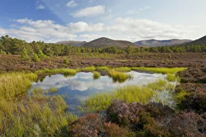 2020vision Prints: Small lochan surrounded by flowering heather (Ericaceae sp) on the edge of the Caledonian