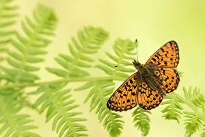 Butterfly Gallery: Small pearl-bordered fritillary (Boloria selene), Marsland mouth, Cornwall / Devon, UK