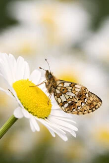 Butterflies & Moths Gallery: Small pearl-bordered fritillary (Boloria selene) butterfly on oxeye daisy (Leucanthemum vulgare)