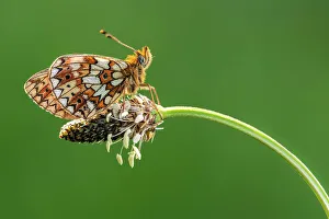 Fourfooted Butterfly Prints: Small pearl-bordered fritillary (Boloria selene) roosting on ribwort plantain (Plantago lanceolata)