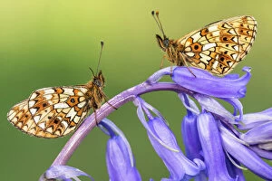 Two small pearl-bordered fritillary butterflies (Boloria selene) resting on bluebell