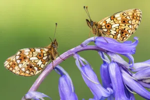 Hyacinthoides Prints: Two small pearl-bordered fritillary butterflies (Boloria selene) resting on bluebell