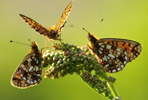 Butterflies Prints: Three Small pearl-bordered fritillary butterflies{Boloria selene} gathered on a flower head