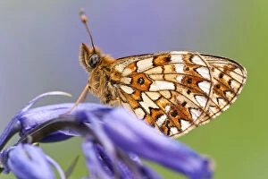 Images Dated 11th May 2011: Small Pearl-bordered Fritillary Butterfly (Boloria selene) resting on bluebell. Boscastle