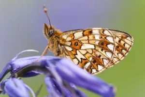 Images Dated 11th May 2011: Small Pearl-bordered Fritillary Butterfly (Boloria selene) resting on bluebell. Boscastle