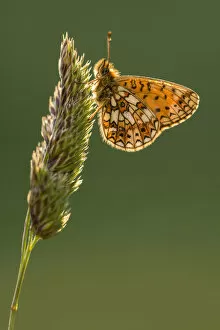 Anticipation Gallery: Small pearl bordered fritillary butterfly (Boloria selene) resting on grass, backlit underwing