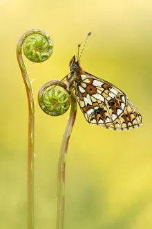 April 2021 Highlights Gallery: Small pearl-bordered fritillary butterfly (Boloria selene) roosting on Hard fern (Blechnum spicant)