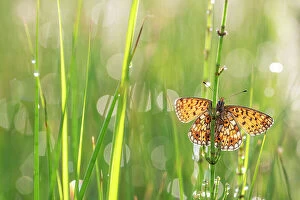 Insect Gallery: Small pearl-bordered fritillary butterfly (Boloria selene) resting on grass, the Netherlands. July