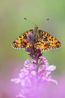 Images Dated 27th June 2022: Small pearl-bordered fritillary butterfly (Boloria selene) resting on wildflower, the Netherlands
