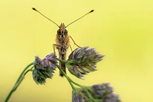 Arthropoda Collection: Small pearl-bordered fritillary butterfly {Boloria selene} head-on view, resting on grass