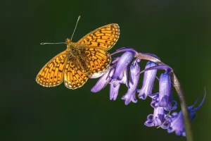 Negative Space Prints: Small pearl-bordered fritillary butterfly (Boloria selene), Marsland mouth, Cornwall, UK
