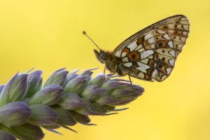 Heliconian Prints: Small pearl-bordered fritillary butterfly (Boloria selene) roosting on tip of young Foxglove (Digitalis purpurea)