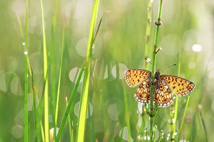 Heliconian Prints: Small pearl-bordered fritillary butterfly (Boloria selene) resting on grass