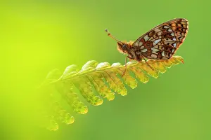 Papilionoidea Prints: Small pearl-bordered fritillary butterfly (Boloria selene) roosting on a backlit fern