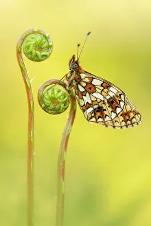 Pteridophytina Prints: Small pearl-bordered fritillary butterfly (Boloria selene) roosting on Hard fern (Blechnum spicant) fiddlehead