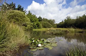 Small pond with aquatic and marsh plants, including European White Waterlily (Nymphaea alba)